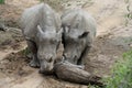 Rhino`s couple pushing a tree on a road in the Savanna